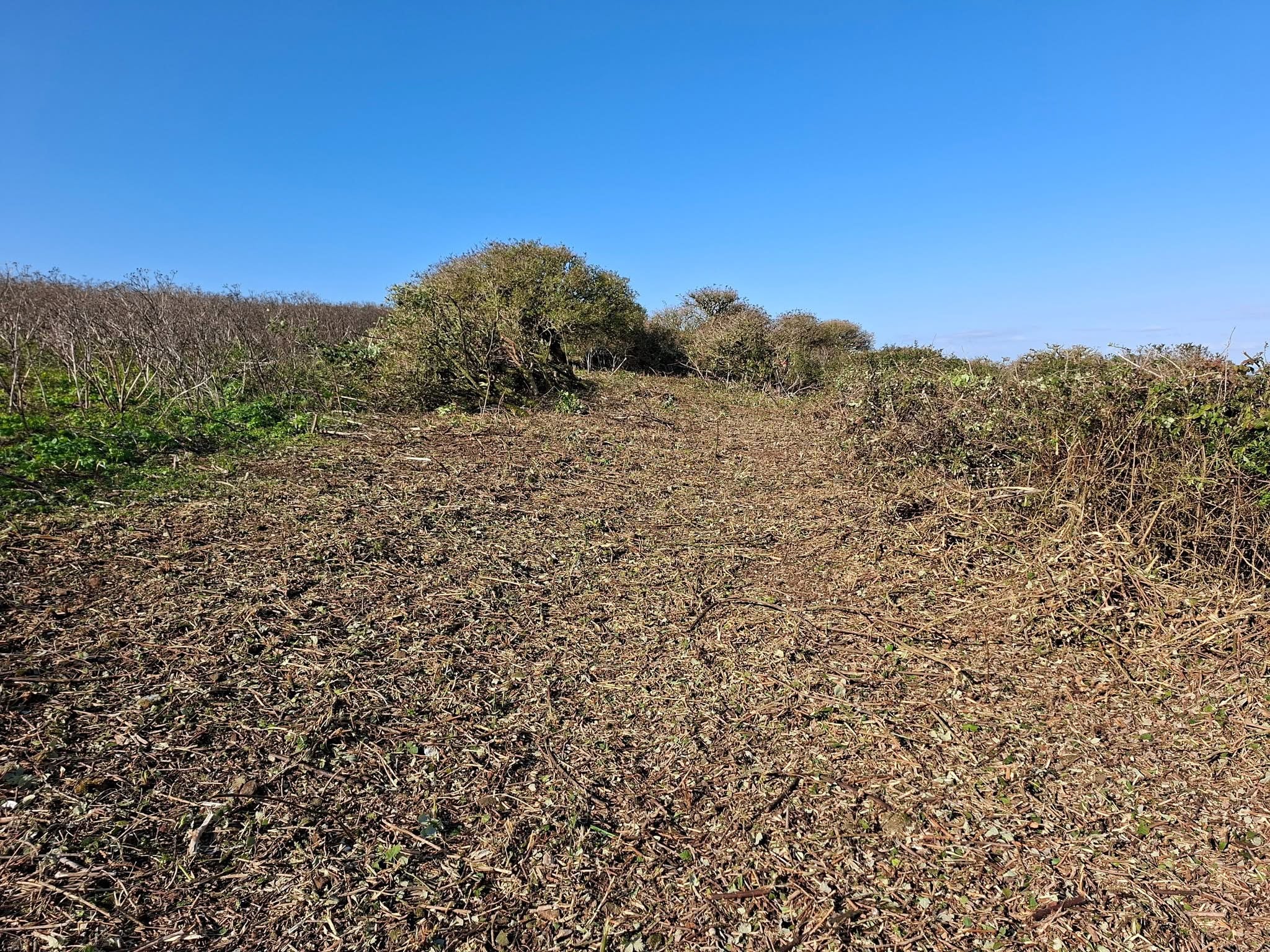Clearing the island for birds